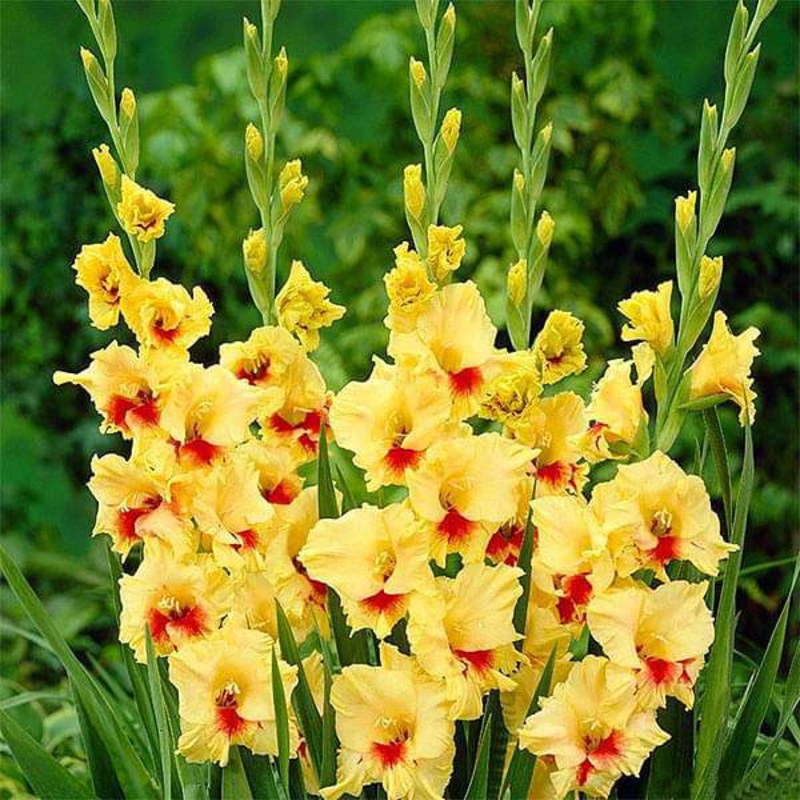 Gladiolus Jester (Yellow, Red) – Bulbs (set of 10)