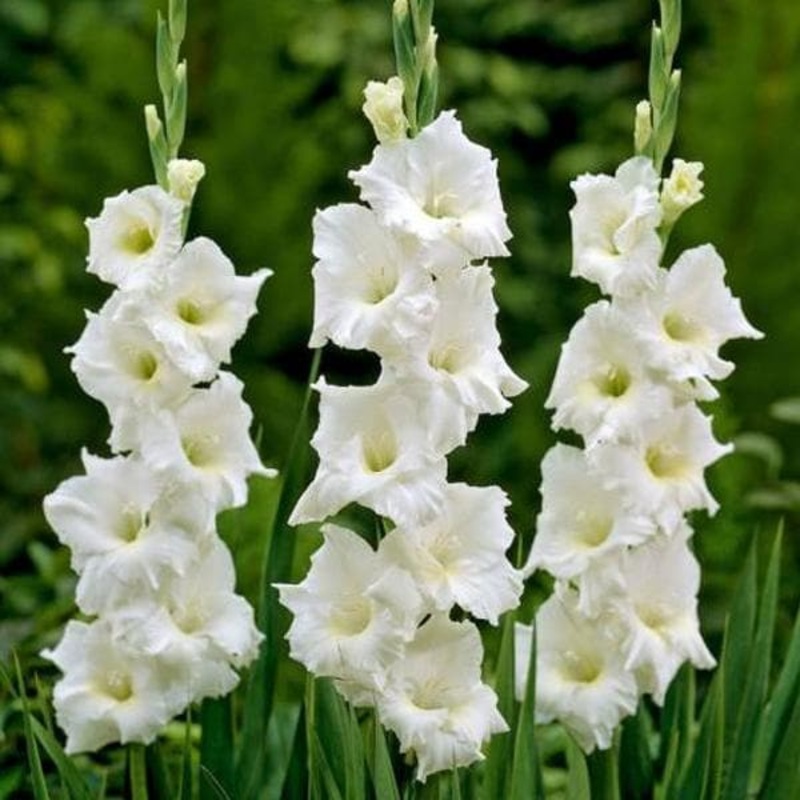 Gladiolus Pearl Priscilla (Creamy White) – Bulbs (set of 10)