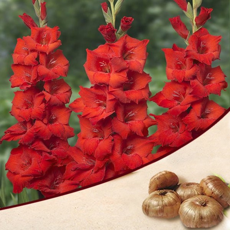 Gladiolus (Red) – Bulbs (set of 10)