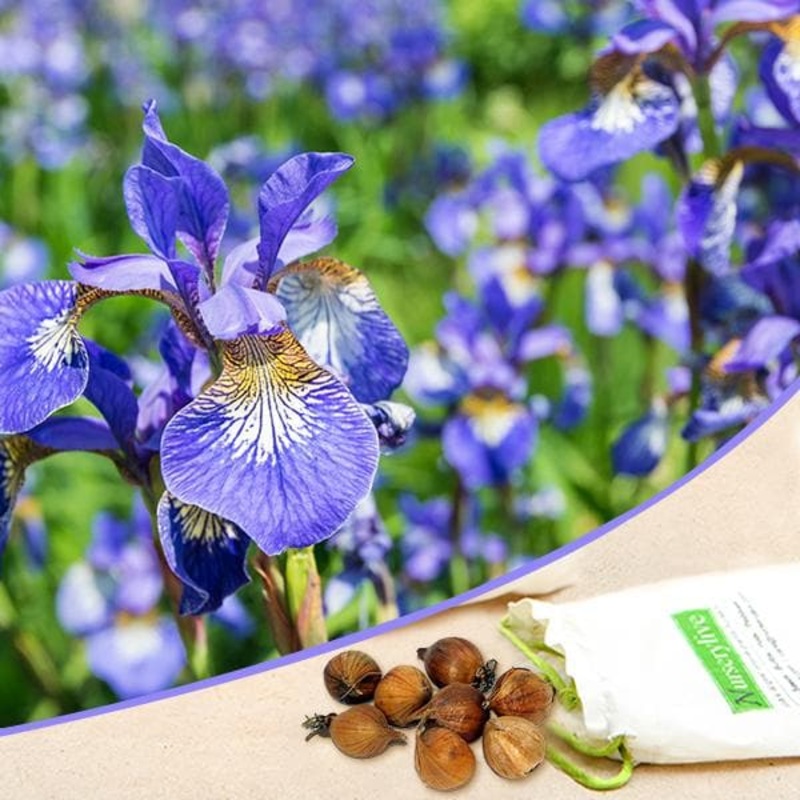 Iris (Blue Flag) – Bulbs (set of 5)
