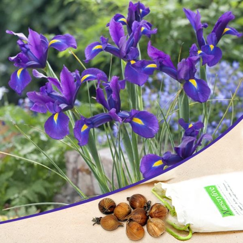 Iris Blue Magic – Bulbs (set of 5)