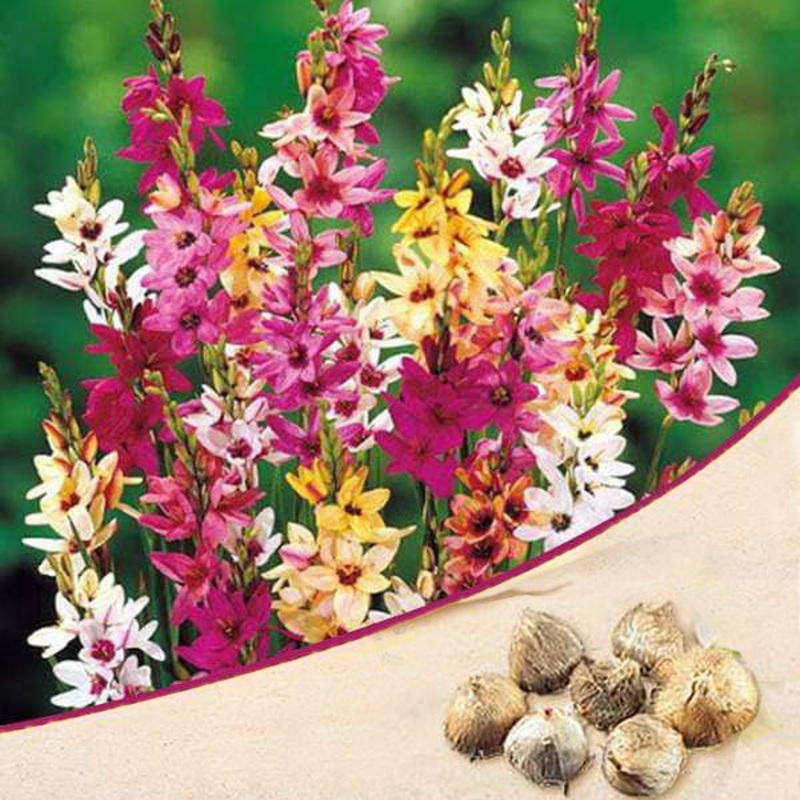 Ixia (Random Color) – Bulbs|Set of 3|Set of 5