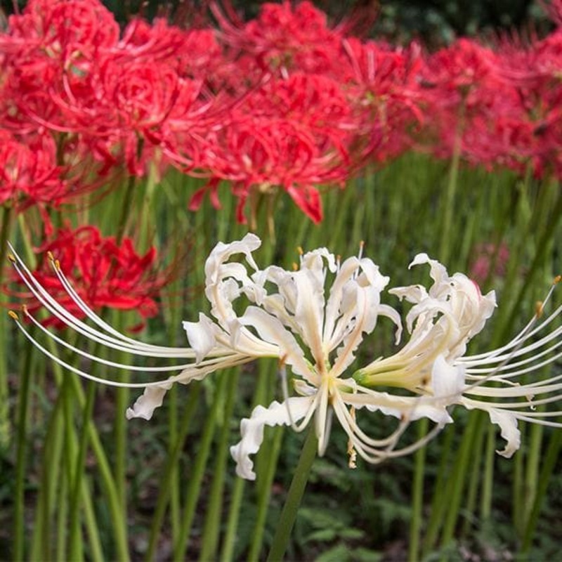 Lycoris, Spider Lily (Random Color) – Bulbs (set of 5)