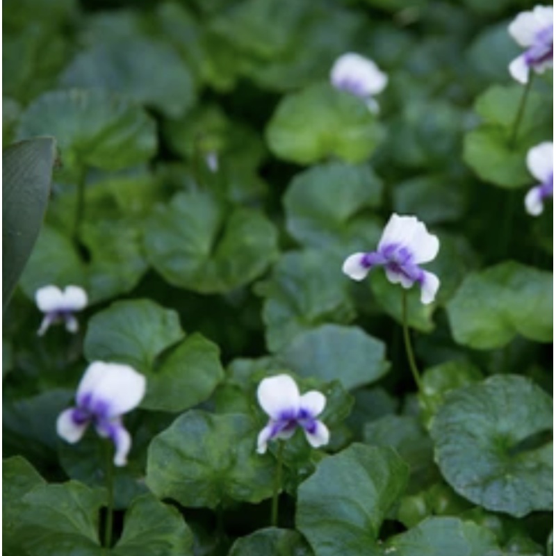 Native Violet (Viola Hederacea)