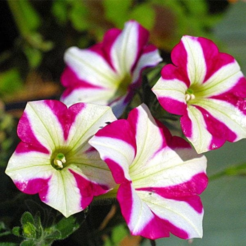 Petunia (Pink with White Strip) – Plant
