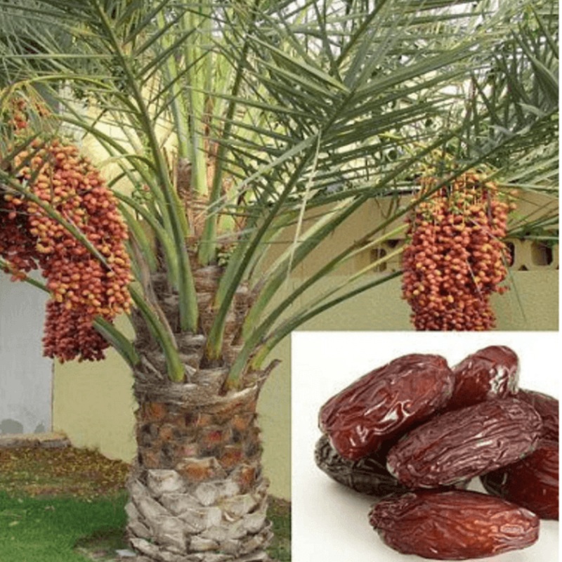 Phoenix Dactylifera, Date Palm – 0.5 kg Seeds
