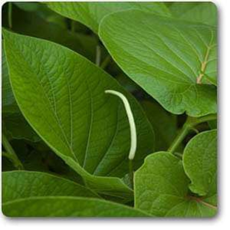 Piper hispidinervum – Plant