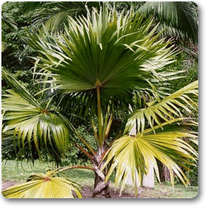 Red Latan Palm, Latania Lontaroides – Plant
