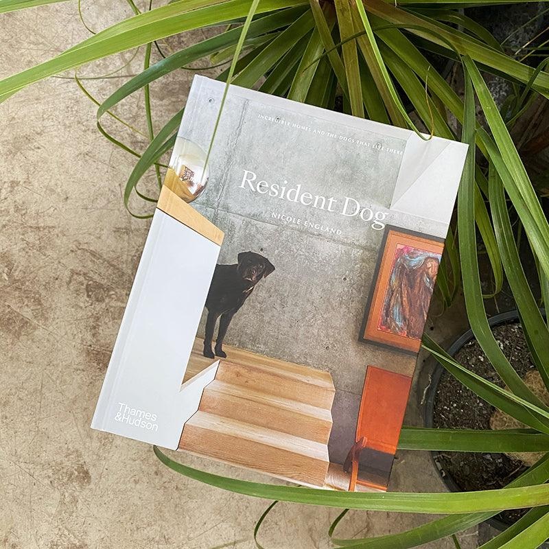 Resident Dog by Nicole England