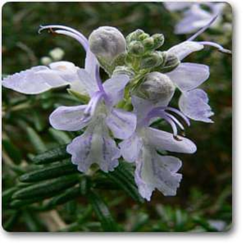 Rosmarinus officinalis – Plant