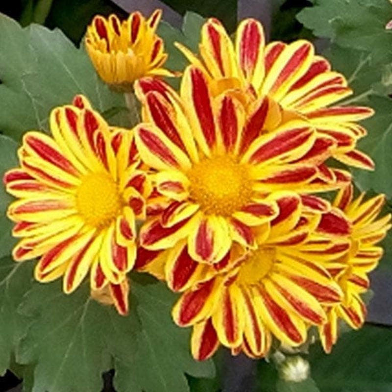 Shevanti, Chrysanthemum (Yellow, Red) – Plant