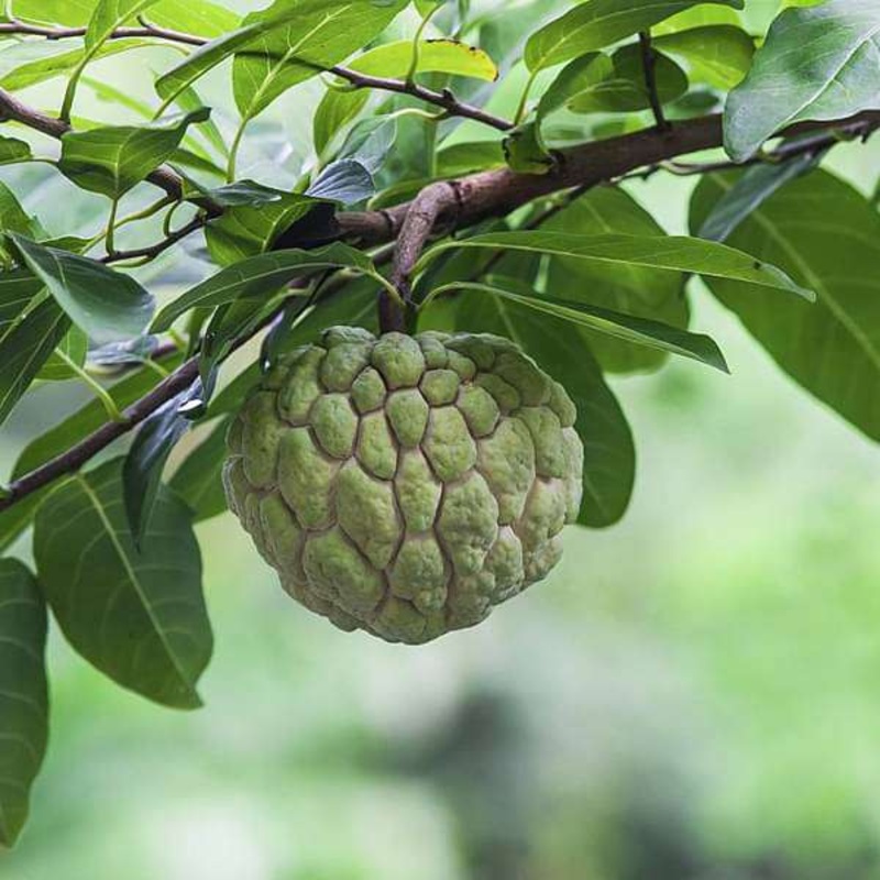 Sitaphal, Annona squamosa (Grown Through Seeds) – Plant