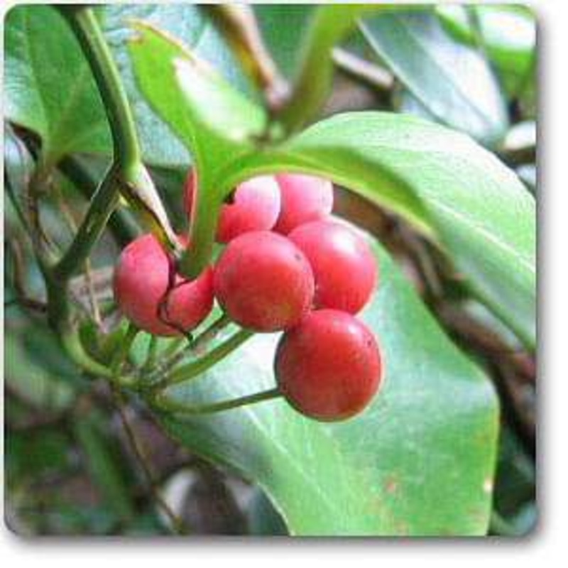 Smilax pseudo-china – Plant