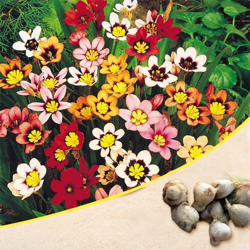 Sparaxis (Random Color) – Bulbs