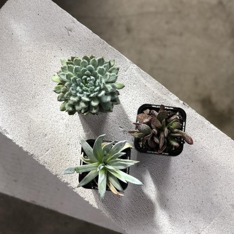 Succulent Babies|Size 1 / 70mm – 100mm pot