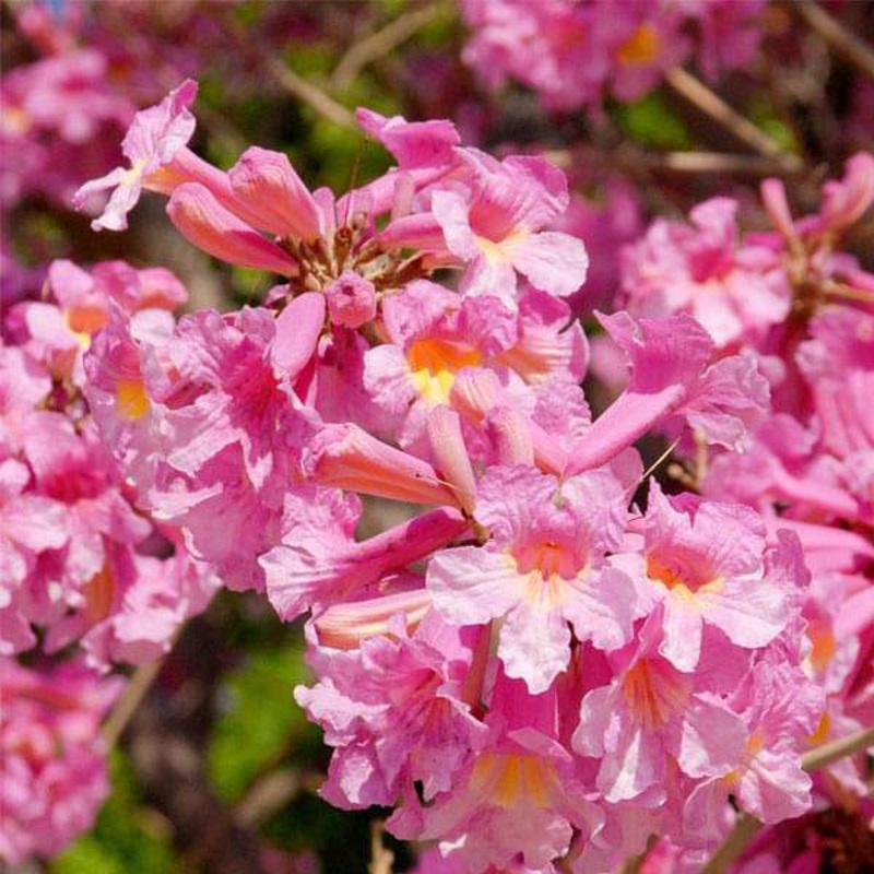 Tabebuia Rosea, Savannah Oak – 0.5 kg Seeds