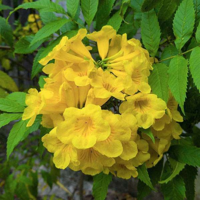 Tecoma Stans, Yellow Trumpetbush – 0.5 kg Seeds