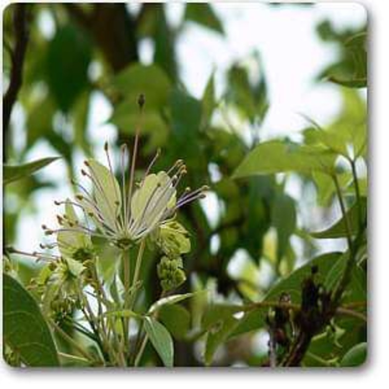 Three Leaved Caper – Plant