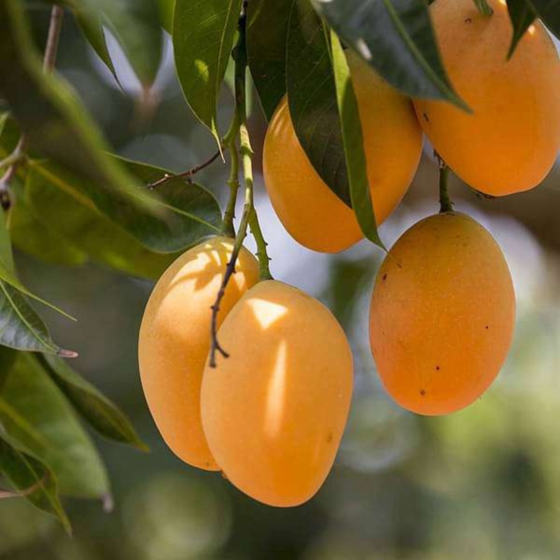 Tree of Maharashtra, Mango – Plant