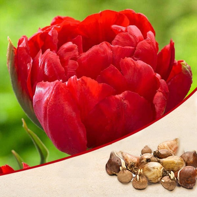 Tulip Abba (Red) – Bulbs (set of 5)