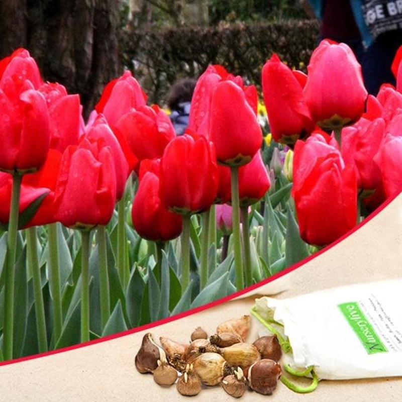 Tulip Parade (Red) – Bulbs (set of 5)