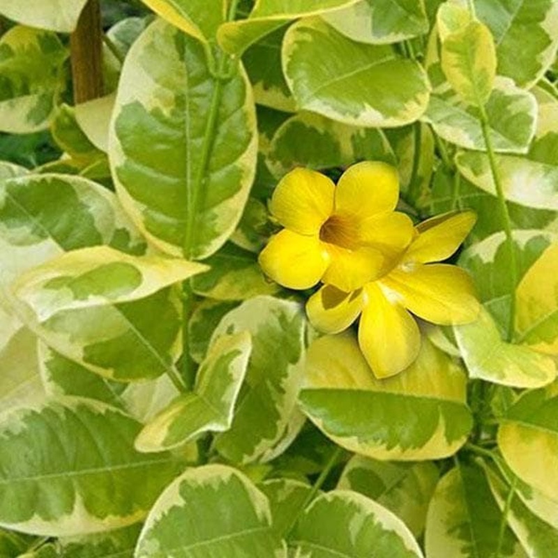 Variegated Allamanda, Allamanda cathartica (Yellow) – Plant