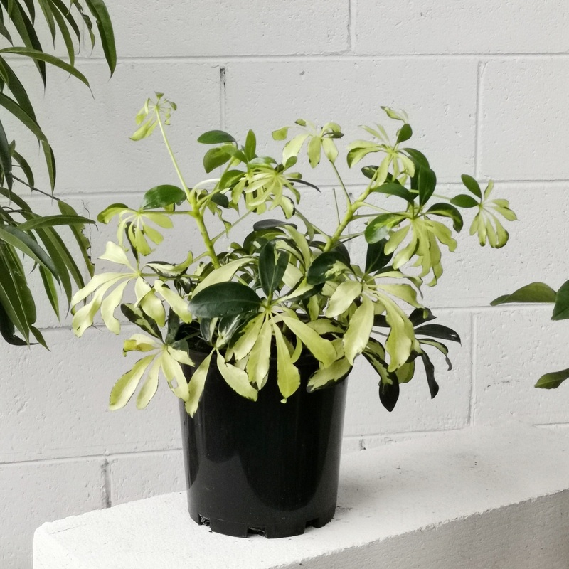 Variegated Dwarf Umbrella Tree (Schefflera arboricola)