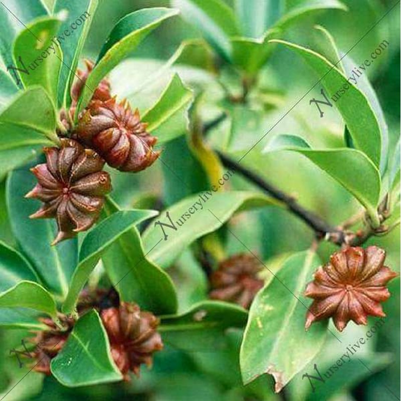 Velaiti Saunf, Star Anise – Plant