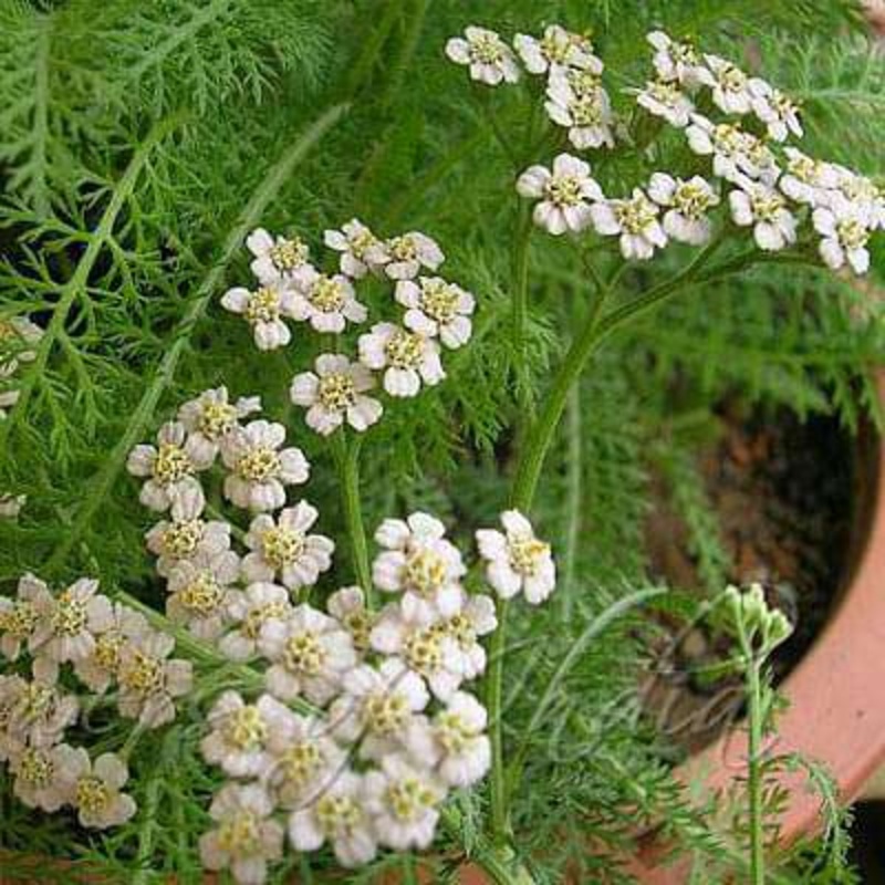 Achillea millefolium, Yarrow – Plant