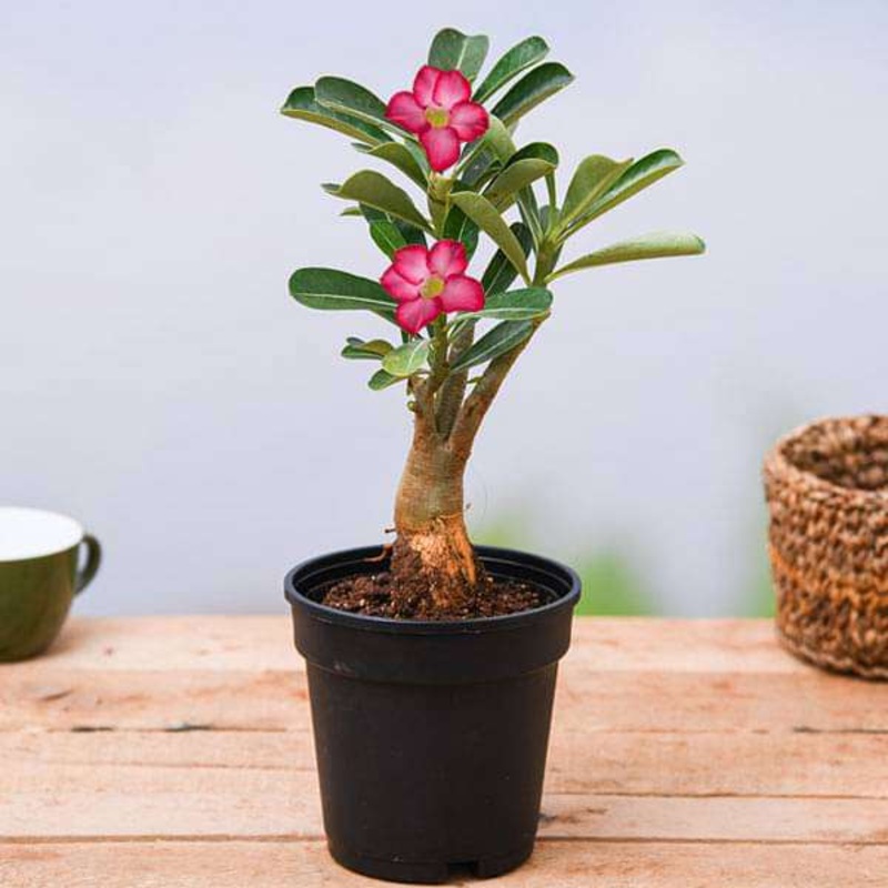 Adenium Plant, Desert Rose (Pink) – Plant