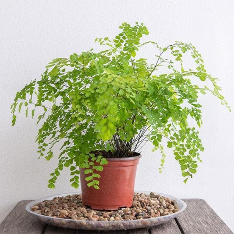 Adiantum Raddianum, Maidenhair Fern – Plant
