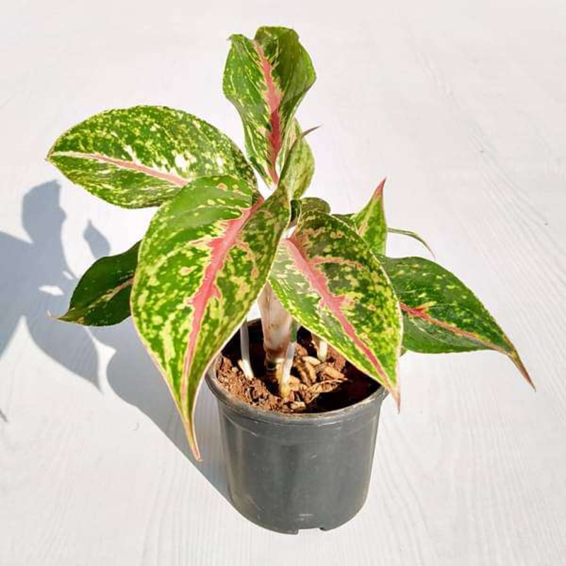 Aglaonema Butterfly Manis – Plant