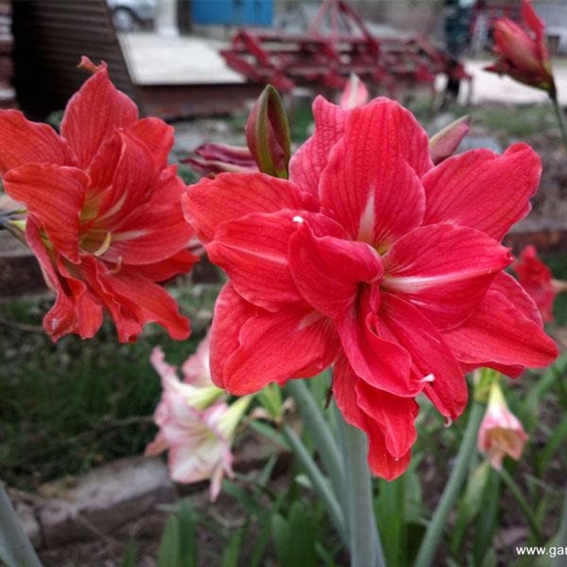 Amaryllis Lily Double ( Red ) – Plant