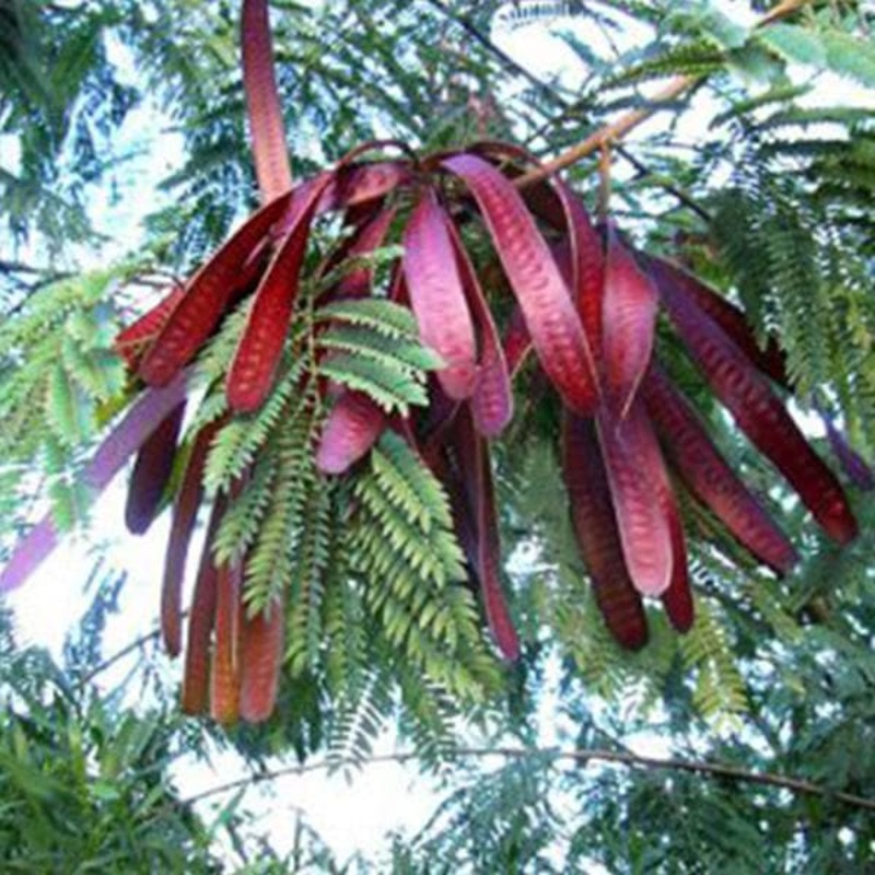 Anjan, Hardwickia Elliptica – Plant
