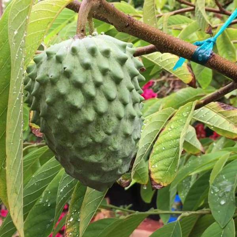 Annona atemoya, Lakshmana phal ( Grown through seeds ) – Plant