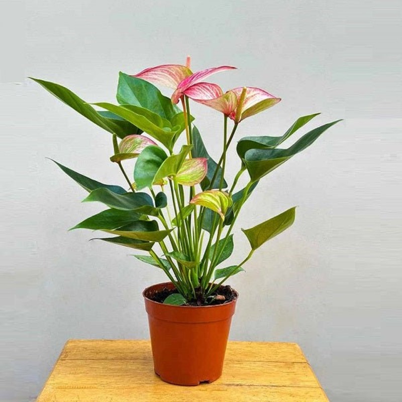 Anthurium (Tricolor) – Plant