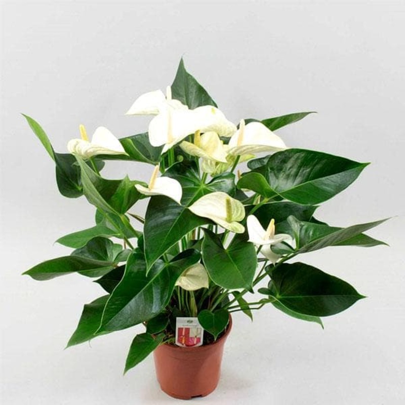 Anthurium (White) – Plant