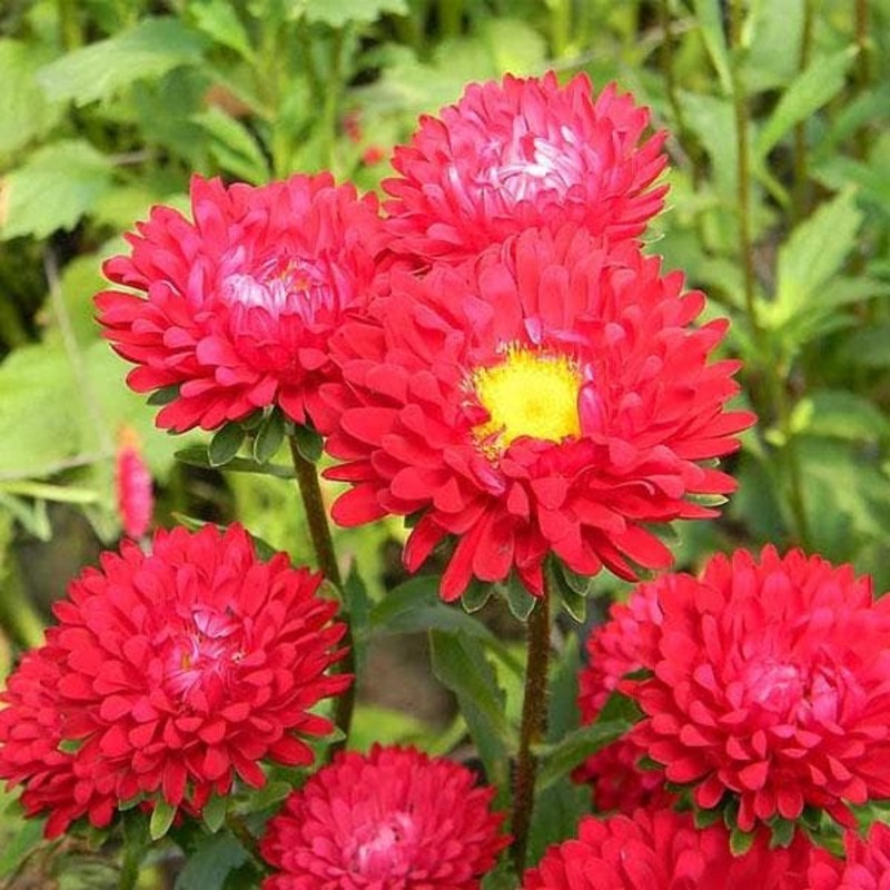 Aster (Red) – Plant