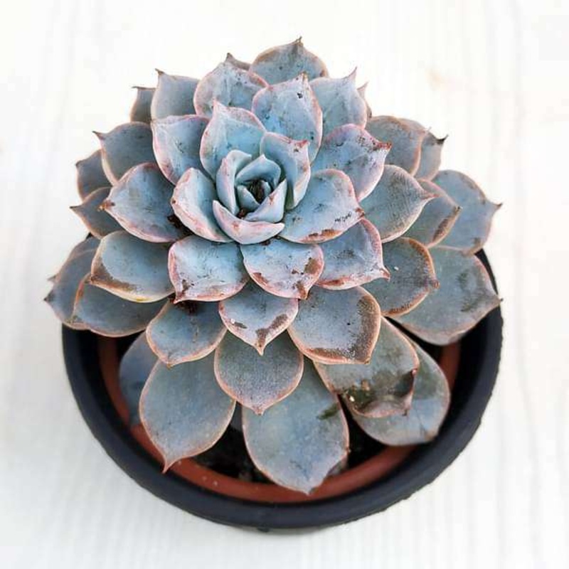 Baby Echeveria, Echeveria derenbergii – Succulent Plant