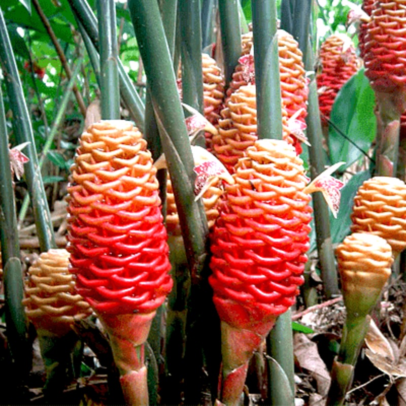 Beehive Ginger, Zingiber spectabile – Plant
