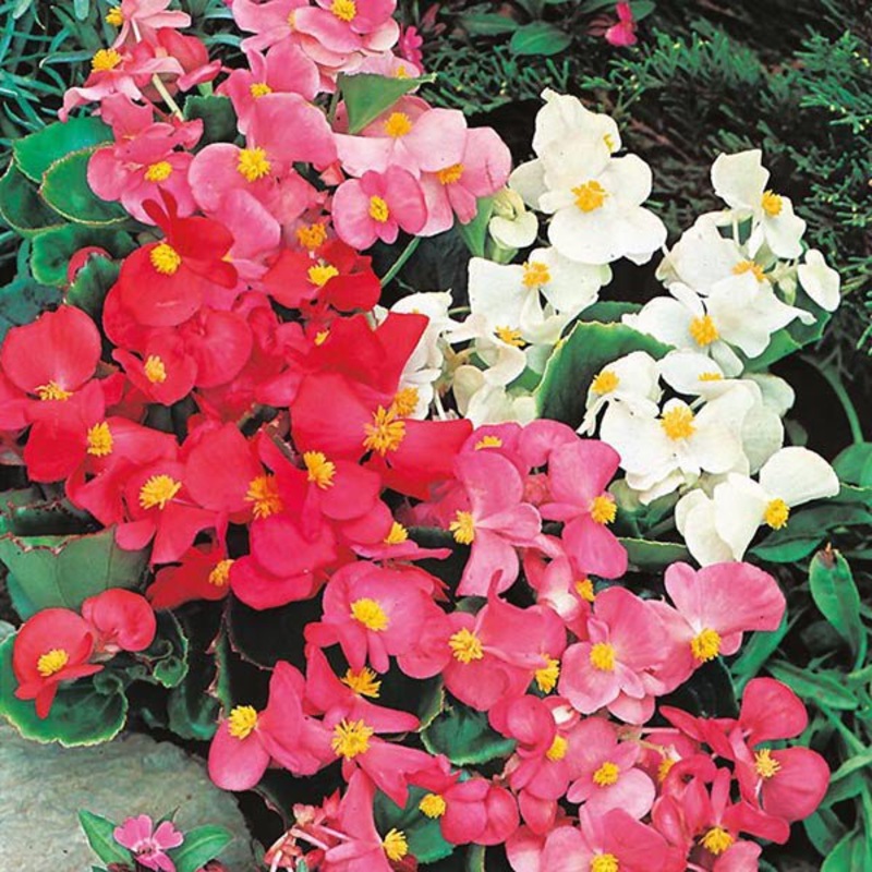 Begonia (Mix Colors) – Bulbs (set of 5)