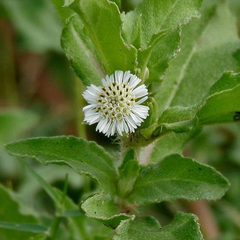 Bhringraj, Eclipta Alba, Eclipta Prostrata – 0.5 kg Seeds