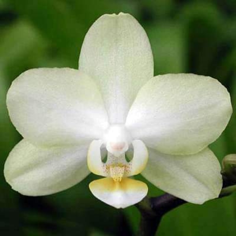 Butterfly Orchid – 5 Seeds
