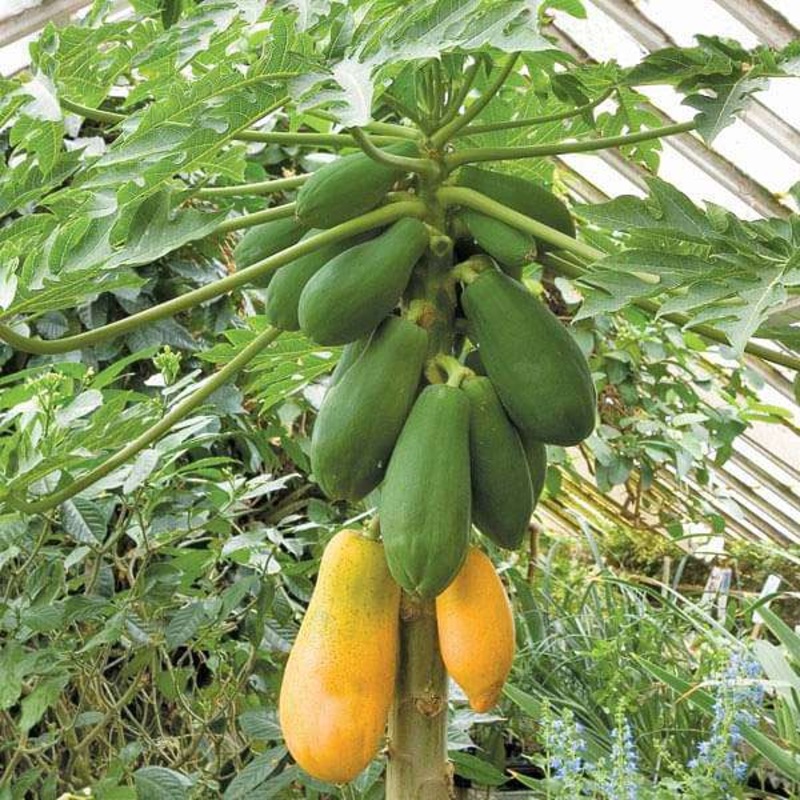 Carica Papaya – 0.5 kg Seeds
