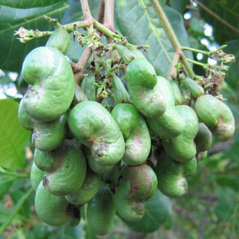 Cashew, Kaju – 0.5 kg Seeds