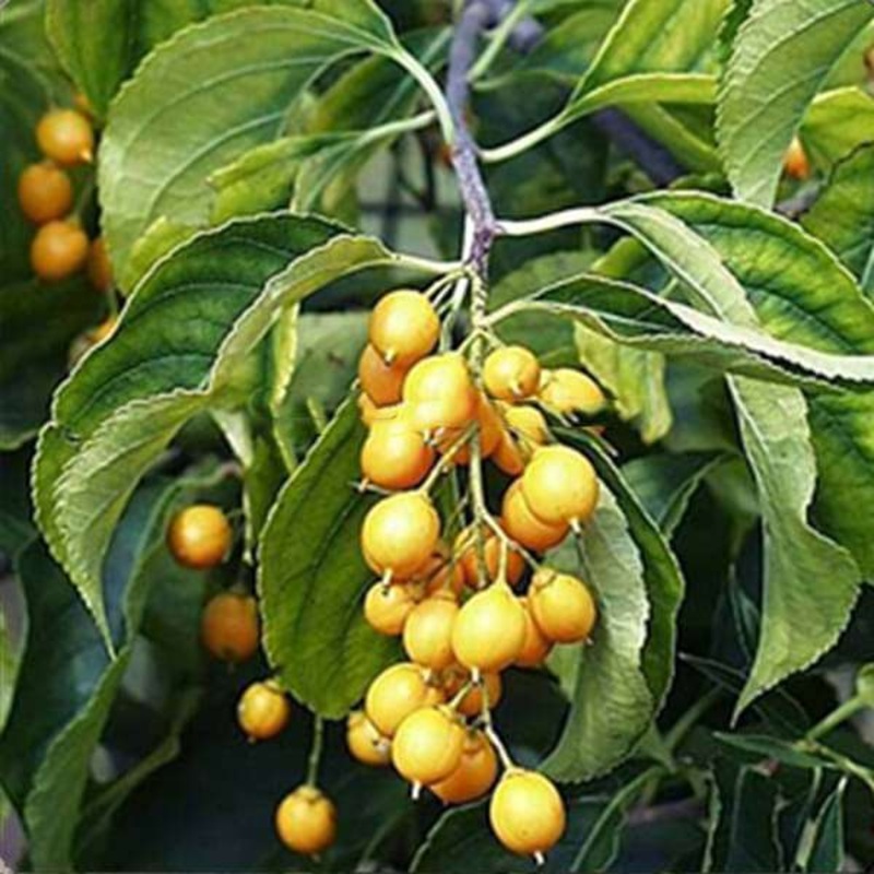 Celastrus Paniculatus, Mal kangani – 0.5 kg Seeds
