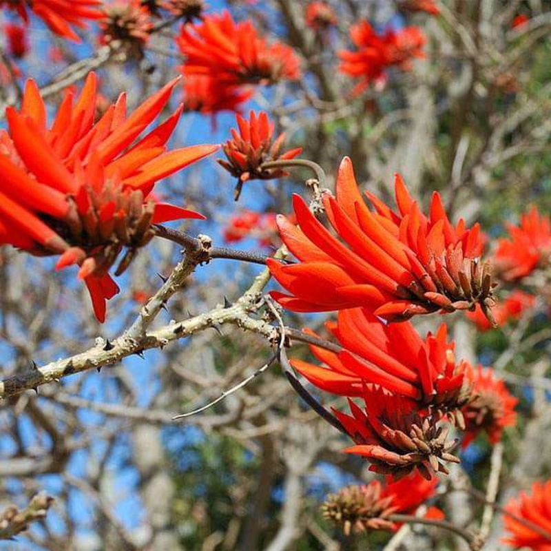 Erythrina Indica, Coral Tree – 0.5 kg Seeds