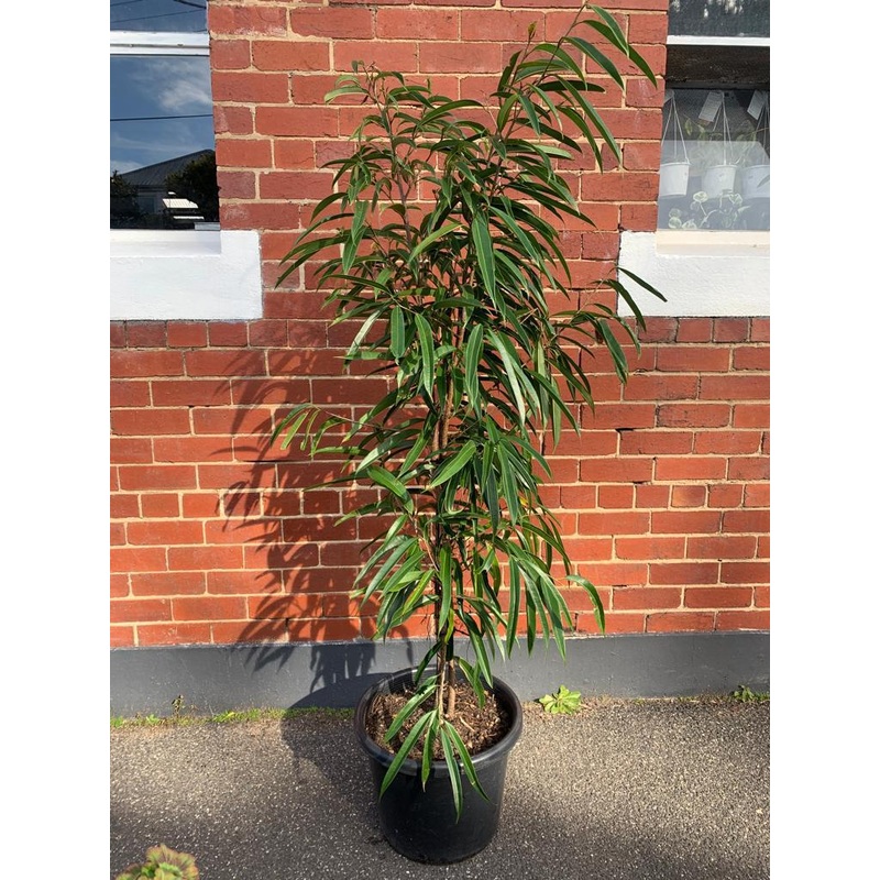 Ficus longifolia|Size 4 / 200mm pot|Size 6 / 250mm pot (ONLY AVAILABLE FOR CLICK & COLLECT AND LOCAL DELIVERY WITHIN 5KM FROM STORES)|Size 8 / 300mm pot (ONLY AVAILABLE FOR CLICK & COLLECT AND LOCAL DELIVERY WITHIN 5KM FROM STORES)|Size 7 / 400mm pot (ONL