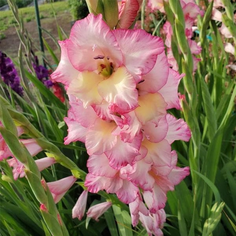 Gladiolus Priscilla (Pink, Yellow) – Bulbs (set of 10)
