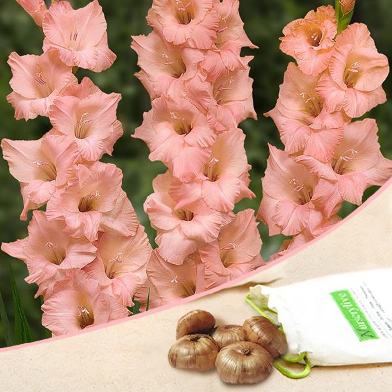 Gladiolus Summer Pearl (Peach Color) – Bulbs (set of 10)